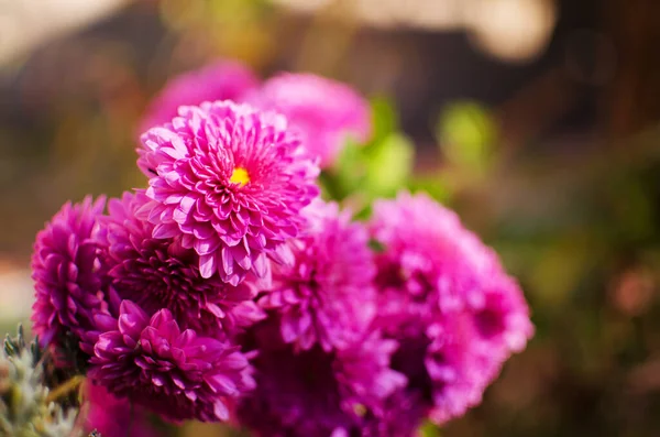 Autumn Chrysanthemum Flowers Grow Fresh Air — Stock Photo, Image