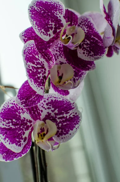 stock image wonderful orchid flowers do not grow in the fresh air on a limited background