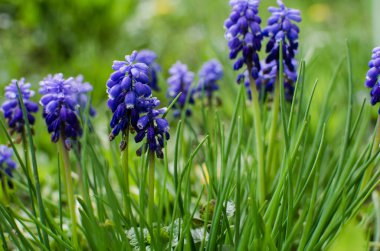 Küçük bahar mavisi Muscari çiçekleri güneşli bir günde açık havada açar.