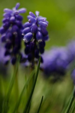 Küçük bahar mavisi Muscari çiçekleri güneşli bir günde açık havada açar.