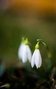 Küçük ilkbahar çiçekleri 8 Mart tatili için baharda açık havada çiçek açar.