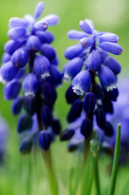 Küçük bahar mavisi Muscari çiçekleri güneşli bir günde açık havada açar.