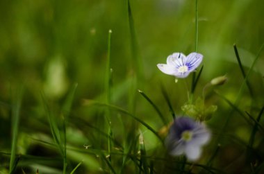 Küçük bahar mavisi Veronica çiçekler açıyor bahçede.