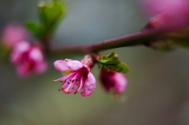 Güzel bir hasat için güneşli bir günde narin pembe şeftali çiçeği.