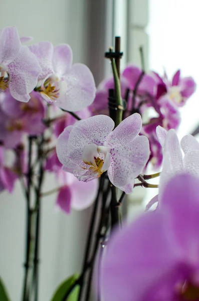 Meravigliosi Fiori Orchidea Non Crescono All Aria Aperta Uno Sfondo — Foto Stock