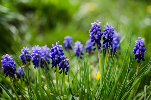Küçük Bahar Mavisi Muscari Çiçekleri Güneşli Bir Günde Açık Havada — Stok fotoğraf
