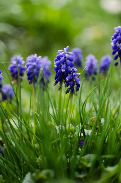 Μικρά Ανοιξιάτικα Μπλε Λουλούδια Muscari Ανθίζουν Έξω Μια Ηλιόλουστη Μέρα — Φωτογραφία Αρχείου