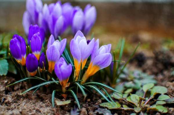 Little First Spring Flowers Open Air Crocuses Bloom Sunny Day — Stock Photo, Image
