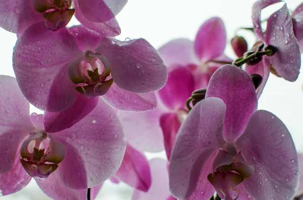 Flores Maravilhosas Orchid Não Crescem Fresco Fundo Limitado — Fotografia de Stock