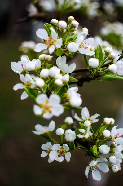 White flowers pear blossom is good nectar and for pear harvest on a sunny spring day