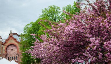 Sakura, pembe familyadaki ağaçlara verilen isimdir, erik ağaçlarının alt familyasıdır (tür küçük tırtıklı kirazdır), bunların çoğu dekoratif işlevler görmektedir..