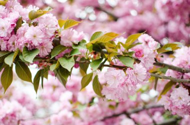 Sakura, pembe familyadaki ağaçlara verilen isimdir, erik ağaçlarının alt familyasıdır (tür küçük tırtıklı kirazdır), bunların çoğu dekoratif işlevler görmektedir..