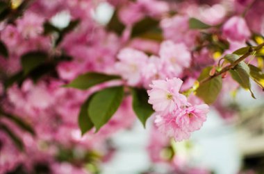 Sakura, pembe familyadaki ağaçlara verilen isimdir, erik ağaçlarının alt familyasıdır (tür küçük tırtıklı kirazdır), bunların çoğu dekoratif işlevler görmektedir..