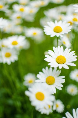 Güneşli bir yaz gününde açık havada güzel taze papatyalar açar.