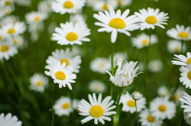Güneşli bir yaz gününde açık havada güzel taze papatyalar açar.