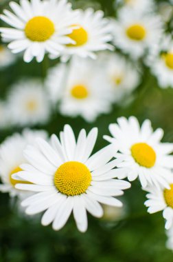 Güneşli bir yaz gününde açık havada güzel taze papatyalar açar.