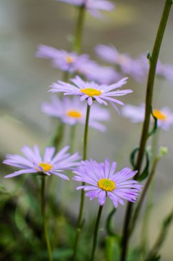 Güneşli bir yaz gününde açık havada güzel taze papatyalar açar.