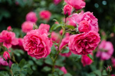 Güzel taze güller yazın bir buket çiçek için açık havada yetişir.