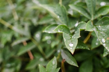 Açık bir arka bahçede yeşil yapraklar büyüten soyutlama