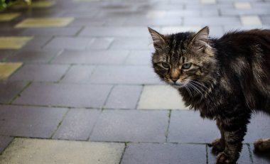 Komik küçük kedi evin yakınlarında yürüyor.