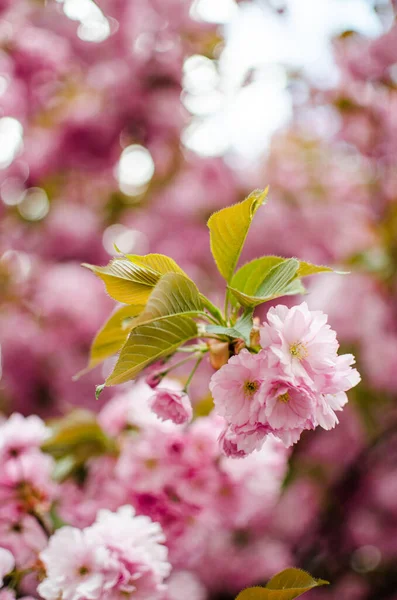 樱桃树得名于粉红科的树 也就是李树的亚科 该物种为锯齿状小樱桃树 其中大多数都具有纯粹的装饰功能 — 图库照片