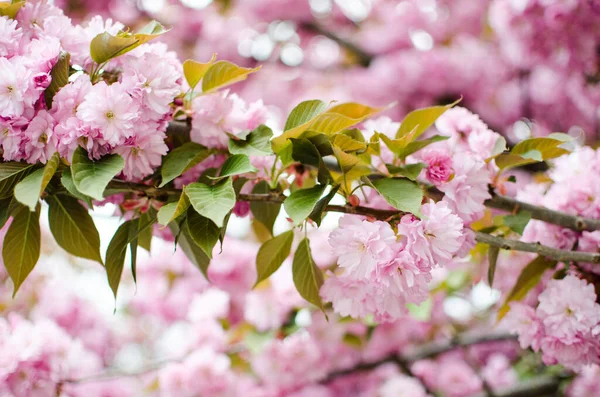 樱桃树得名于粉红科的树 也就是李树的亚科 该物种为锯齿状小樱桃树 其中大多数都具有纯粹的装饰功能 — 图库照片
