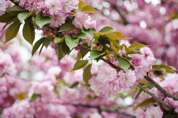 Sakura Nome Dado Árvores Família Das Rosas Subfamília Das Ameixeiras — Fotografia de Stock
