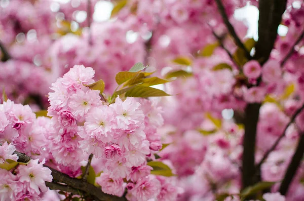 Sakura Nazwa Nadana Drzewom Różowej Rodziny Podrodzinie Śliwek Gatunek Jest — Zdjęcie stockowe