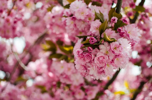 Sakura Pembe Familyadaki Ağaçlara Verilen Isimdir Erik Ağaçlarının Alt Familyasıdır — Stok fotoğraf