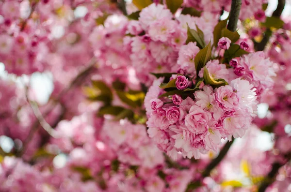 Sakura Nome Dado Árvores Família Das Rosas Subfamília Das Ameixeiras — Fotografia de Stock