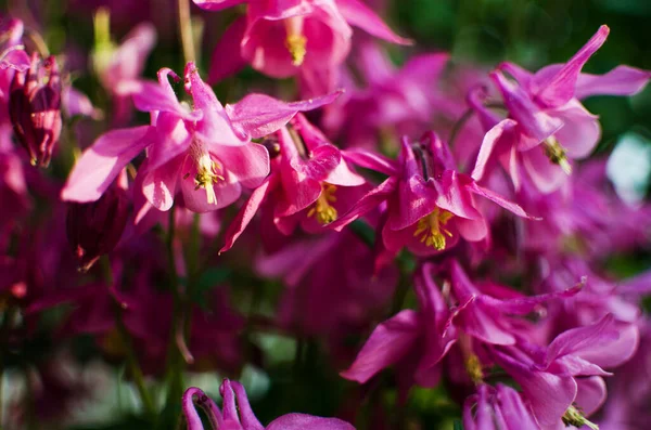 Aquilegia Virág Manók Hogy Virágzik Szabadban Gyönyörű Nyári Napon — Stock Fotó