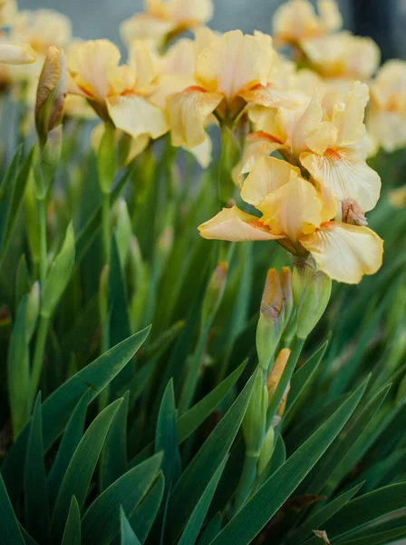 Irissen Zijn Prachtige Bloemen Tuin Versieren Buurt Van Het Prieel — Stockfoto