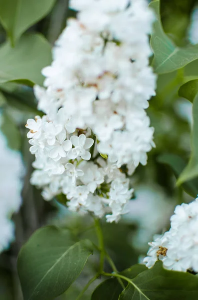 Blooming Branch Lilac Open Air Blooms May Beautiful Bouquet Flowers — Stock Photo, Image