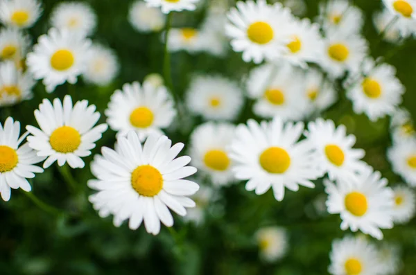 stock image Beautiful fresh daisies bloom outdoors in the field on a summer sunny day