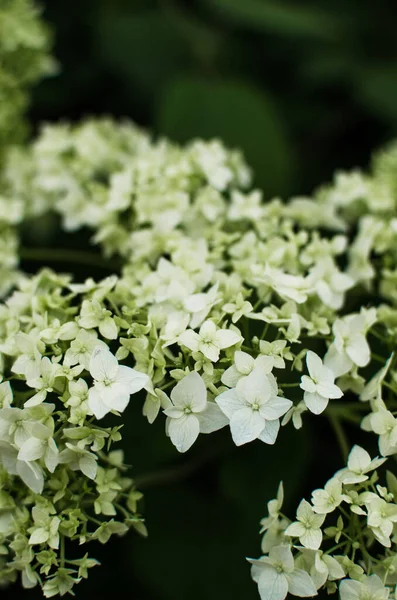 Cute Piękne Kwiaty Hortensji Bukiet Letni — Zdjęcie stockowe