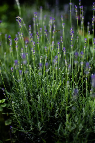 Gentle purple lavender flowers grow on the field outdoors for a bouquet or wallpaper