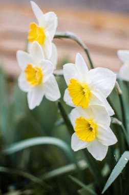 Harika nergis çiçekleri baharda çiçek açar çiçek ve arka plan için.
