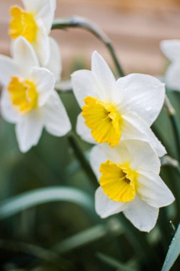 Harika nergis çiçekleri baharda çiçek açar çiçek ve arka plan için.