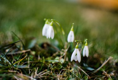 Küçük ilkbahar çiçekleri 8 Mart tatili için baharda açık havada çiçek açar.