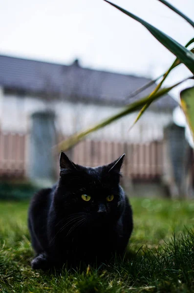 근처를 산책하는 고양이 — 스톡 사진
