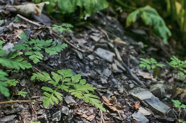 Yaz Arkaplanı Için Taze Sulu Yeşil Çimenler — Stok fotoğraf