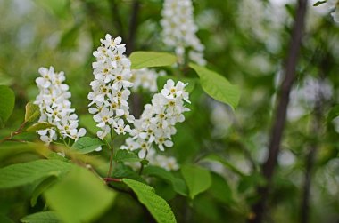 Geç veya Amerikan kirazı (Prunus serotina) Rose ailesinin dekoratif ve dut ağacı.