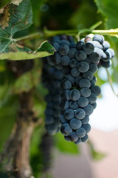 Grapes Healthy Eating Can Grown Fresh Air — Stock Photo, Image