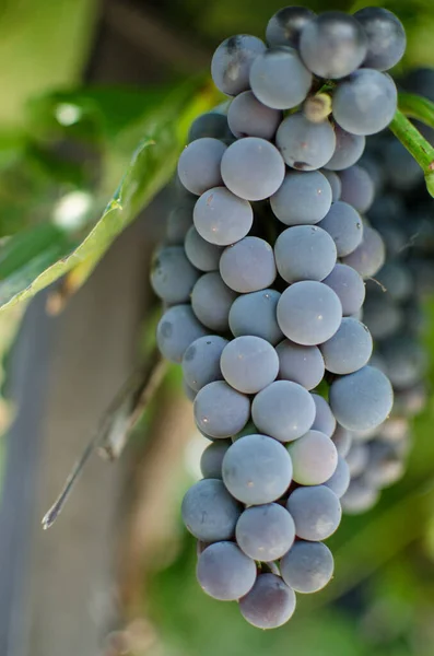 Druiven Voor Gezond Eten Kan Worden Gekweekt Frisse Lucht — Stockfoto