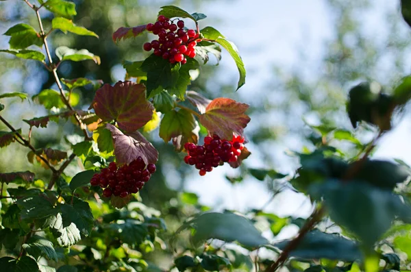 Viburnum Beautiful Red Berries Cough Remedy You Can Easily Make — Stock Photo, Image
