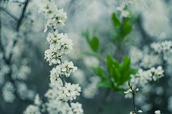 Belle Fleur Cerisier Délicate Par Temps Chaud Printemps Pour Arrière — Photo