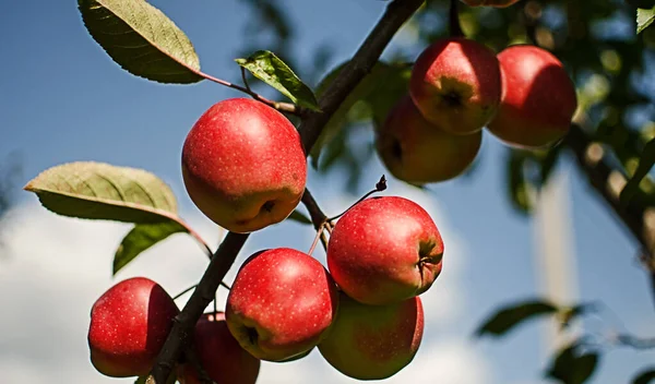 Schöne Saftige Äpfel Für Saft Einem Heißen Sommertag Für Gesunde Stockfoto
