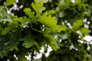 Açık bir arka bahçede yeşil yapraklar büyüten soyutlama