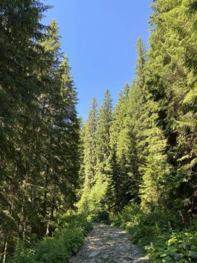 Seyahat ve dağların doruklarına fethetmek için genç bir kız seviyor o mutlu mu