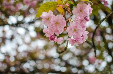 Sakura, pembe familyadaki ağaçlara verilen isimdir, erik ağaçlarının alt familyasıdır (tür küçük tırtıklı kirazdır), bunların çoğu dekoratif işlevler görmektedir..